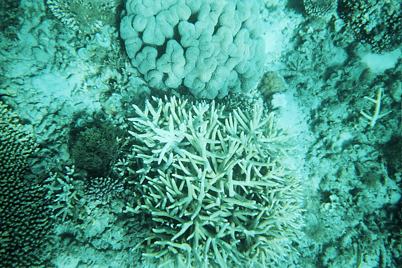 Corals 023
