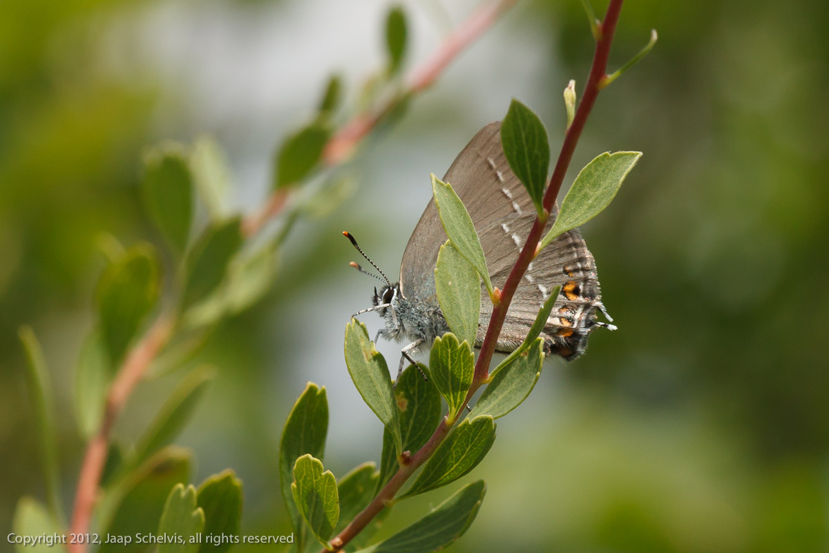 7067 Kleine Sleedoornpage - Sloe Hairstreak - Satyrium acaciae