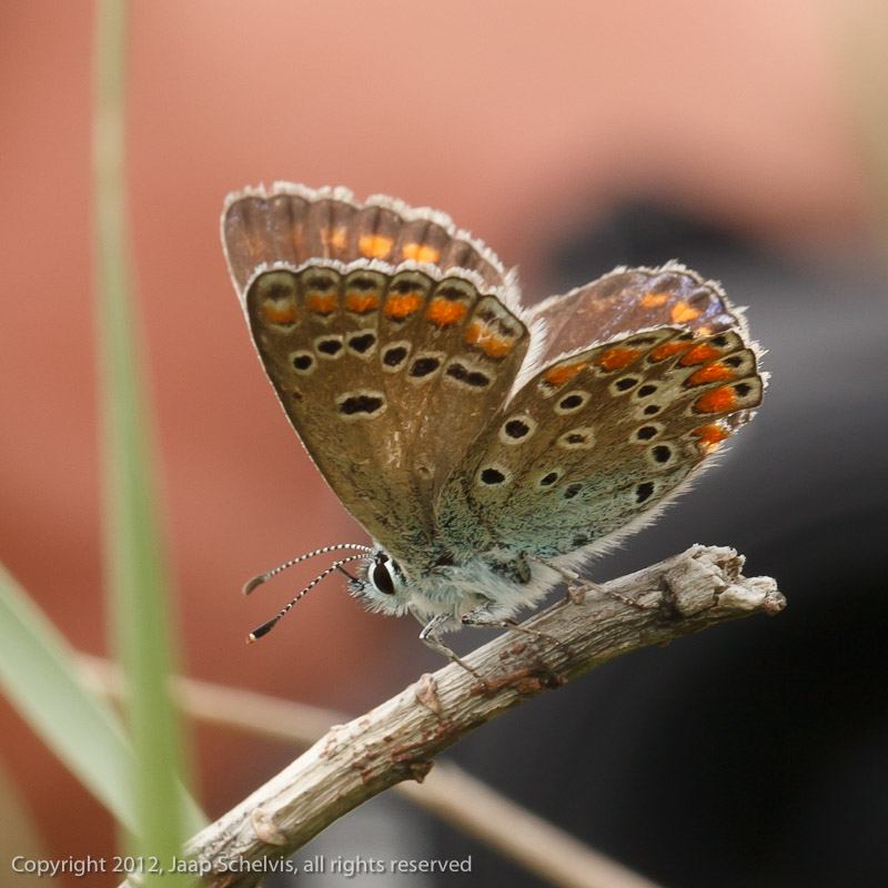 7162 Esparcetteblauwtje - Chapmans Blue - Polyommatus thersites