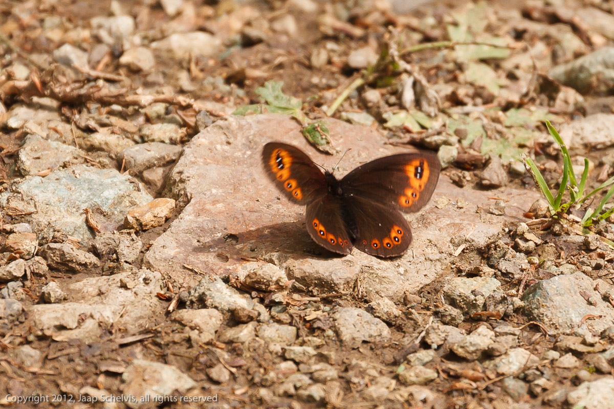 7379 Voorjaarserebia - Woodland Ringlet - Erebia medusa