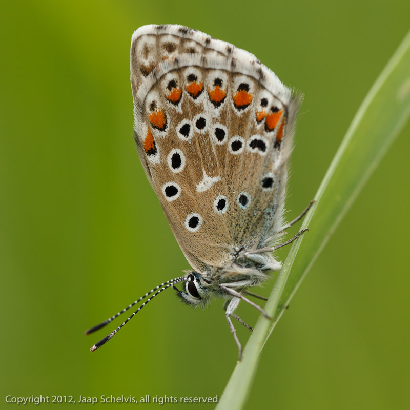Adonisblauwtje - Adonis Blue - Polyommatus bellargus