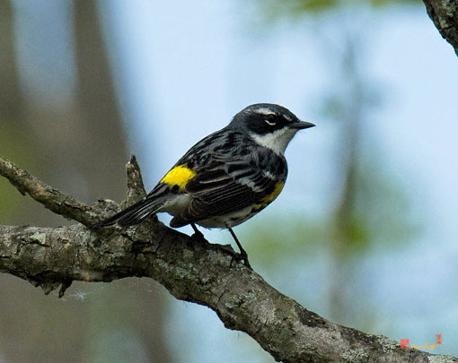 Myrtle Warbler or Yellow-rumped Warbler (DSB141)