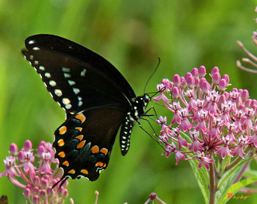 Spicebush Swallowtail (DIN039)