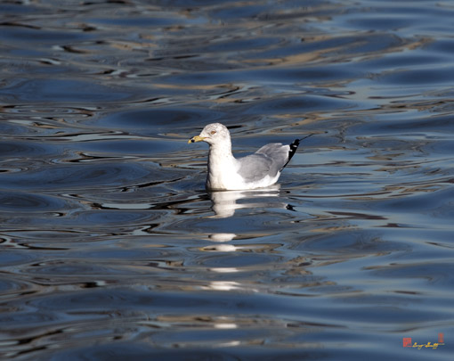 Herring Gull (DSEA003)