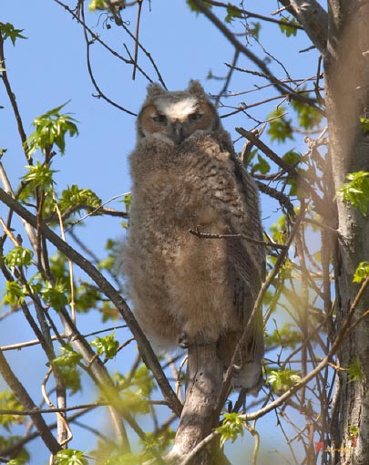 Fledgling Great Horned Owl (DRB130)