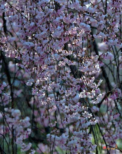 April Snows--Weeping Cherry Tree (DHC021)