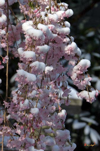April Snows--Weeping Cherry Tree (DHC022)