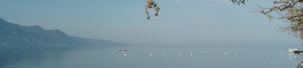 Swans on Lac G at Vevey.JPG
