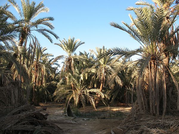 19 Siwa gardens.JPG