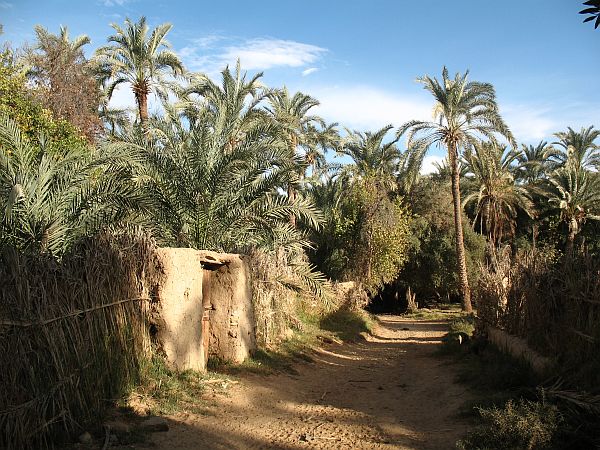 51 Bahariya.JPG