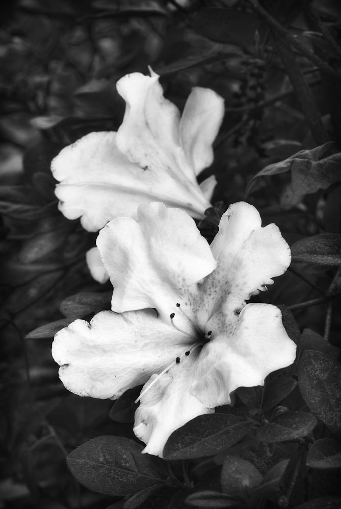 Azaleas