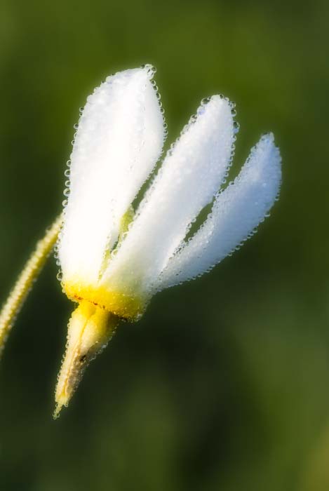 Shooting Star with dew