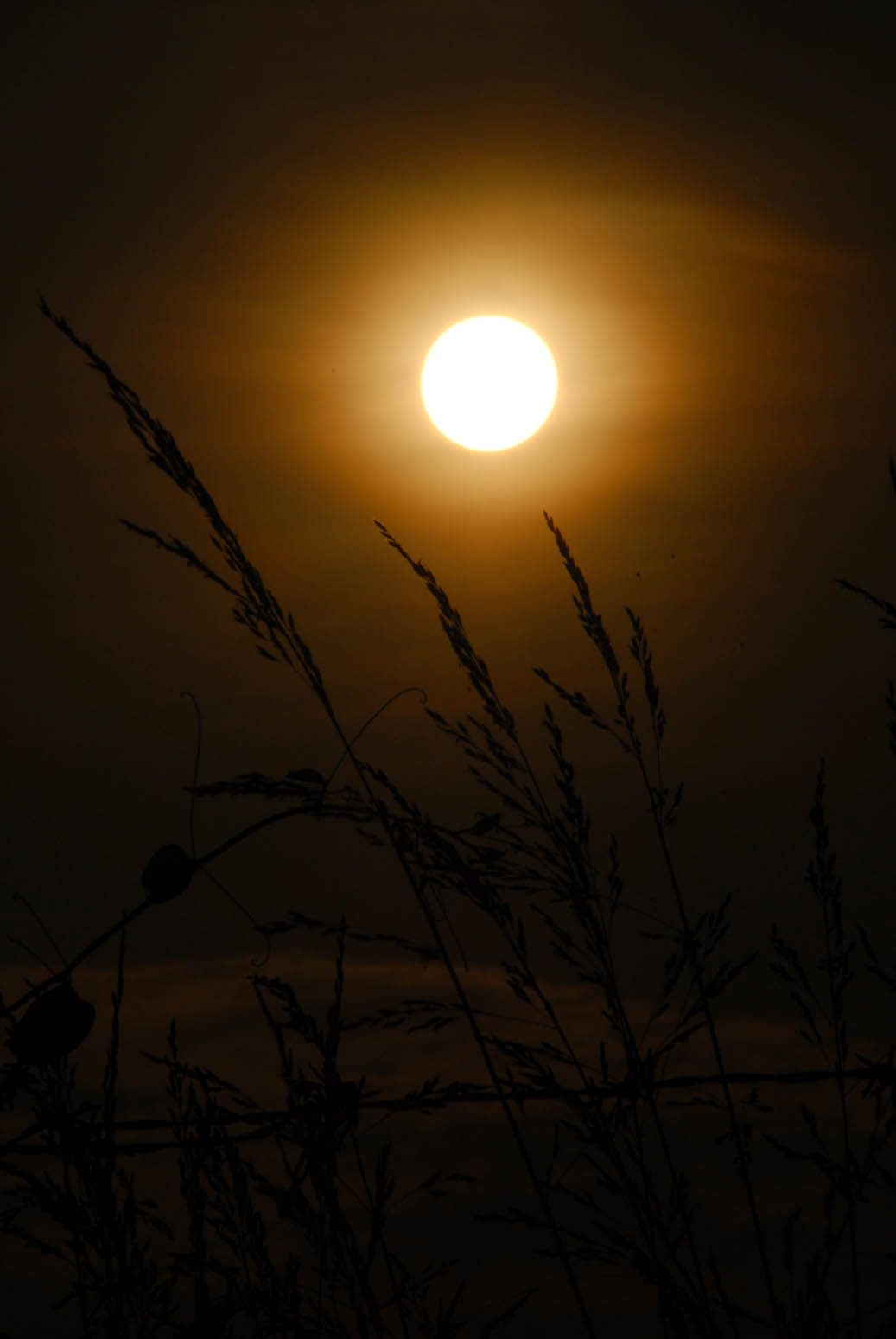 sunset web.jpg