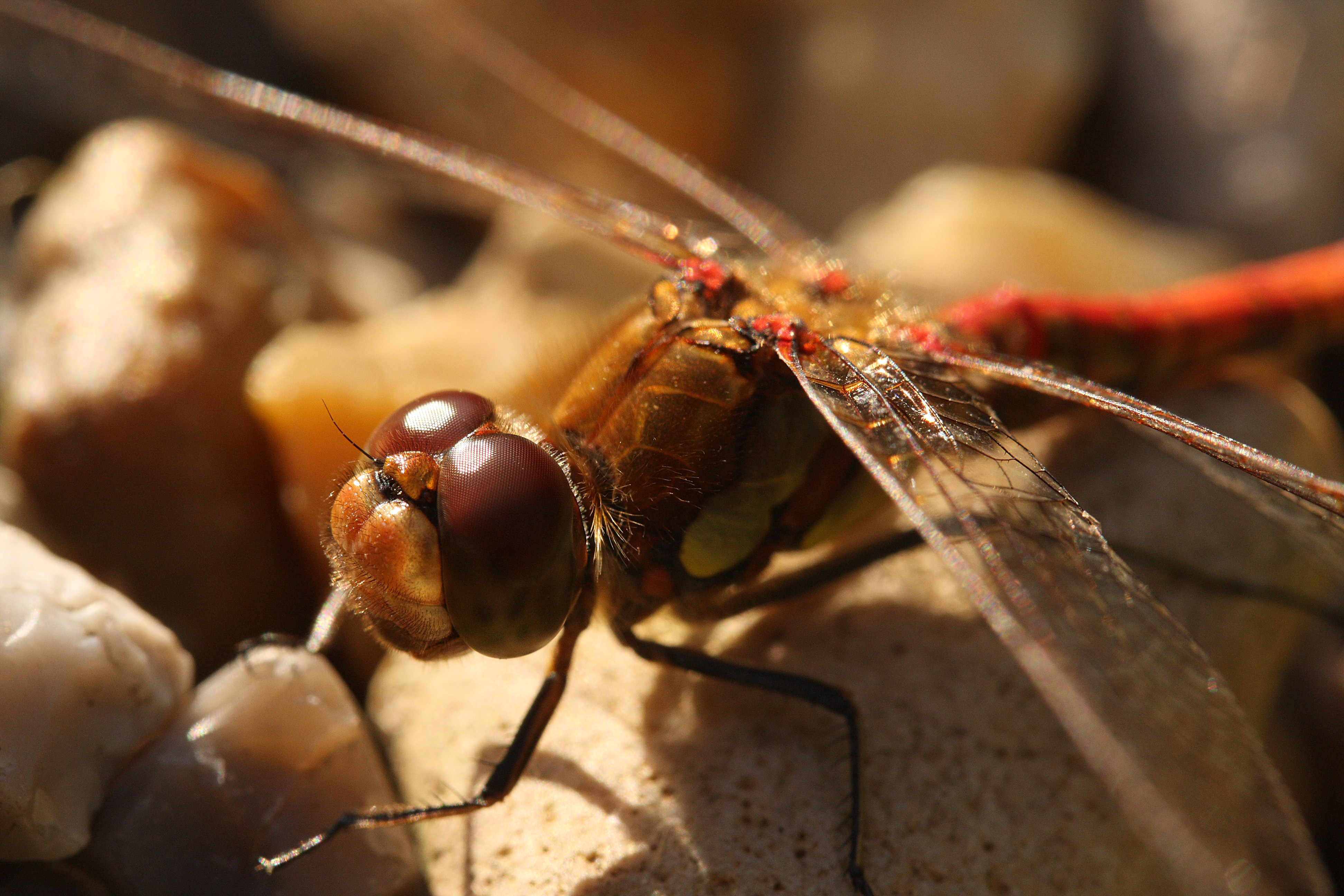 Dragonfly