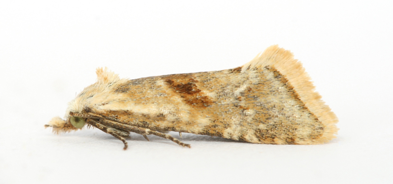 0936 Cochylimorpha straminea