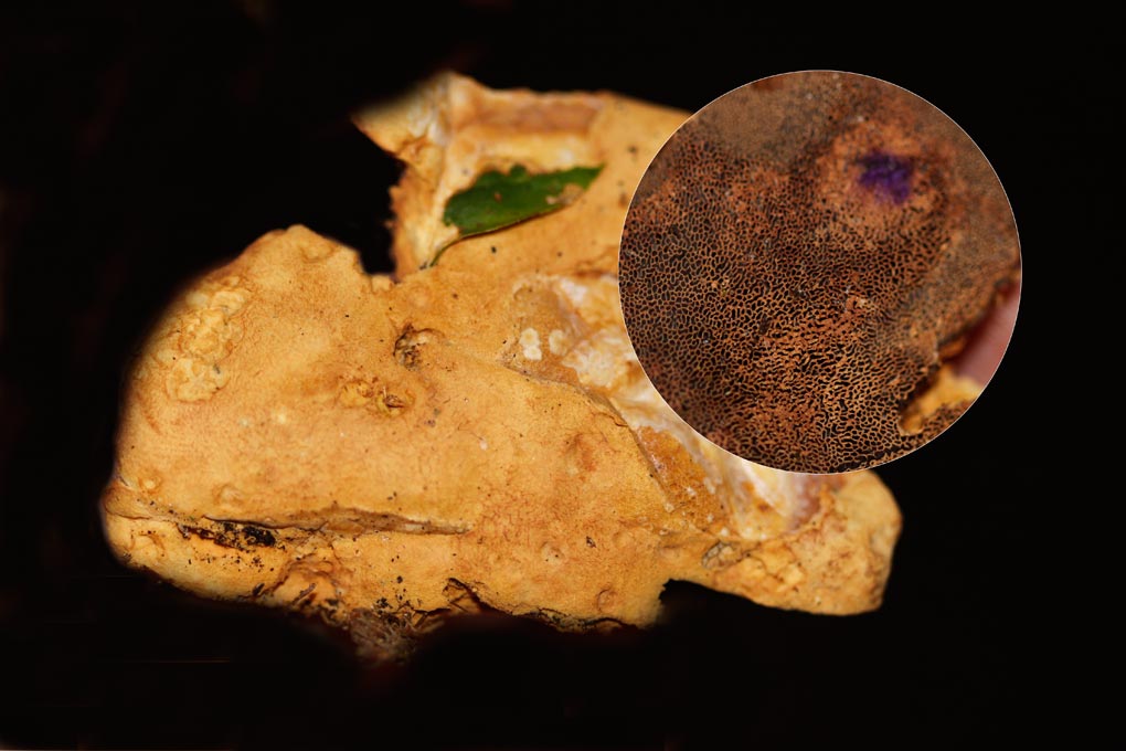 Kussenvormige houtzwam - Hapalopilus rutilans