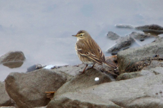 Waterpieper - Anthus spinoletta