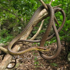 Dendrelaphis calligastra