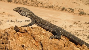 Varanus giganteus