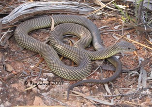 Pseudechis australis