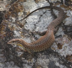 Varanus insulanicus