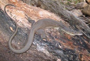 Varanus mitchelli