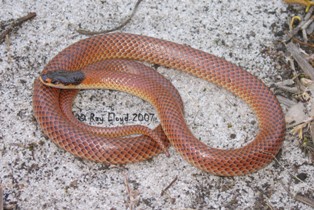 Suta gouldii