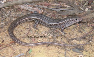 Ctenotus inornatus