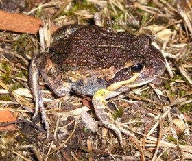 Limnodynastes dumerilii insularis