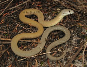 Pygopus lepidopodus