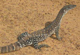 Varanus gouldii