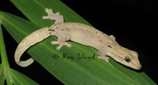 Lepidodactylus lugibris