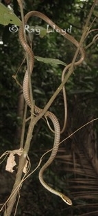 Dendrelaphis calligastra