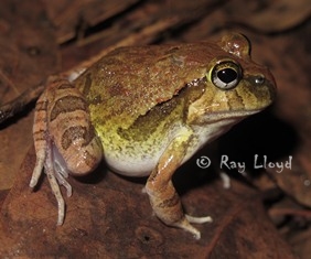 Platyplectrum ornatus