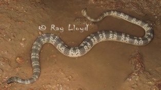 Acalyptophis peronii