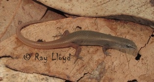 Lygisaurus malleolus