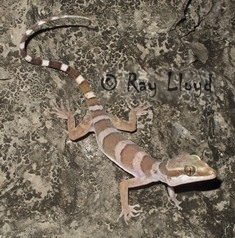 Cyrtodactylus mcdonaldi