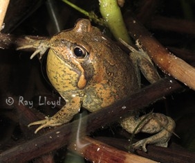 Limnodynastes dumerilii variegatus