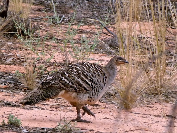 Malleefowl