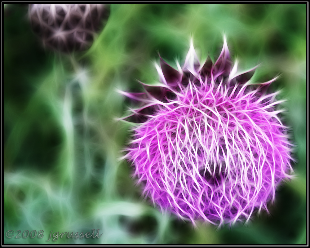 Clover blossom