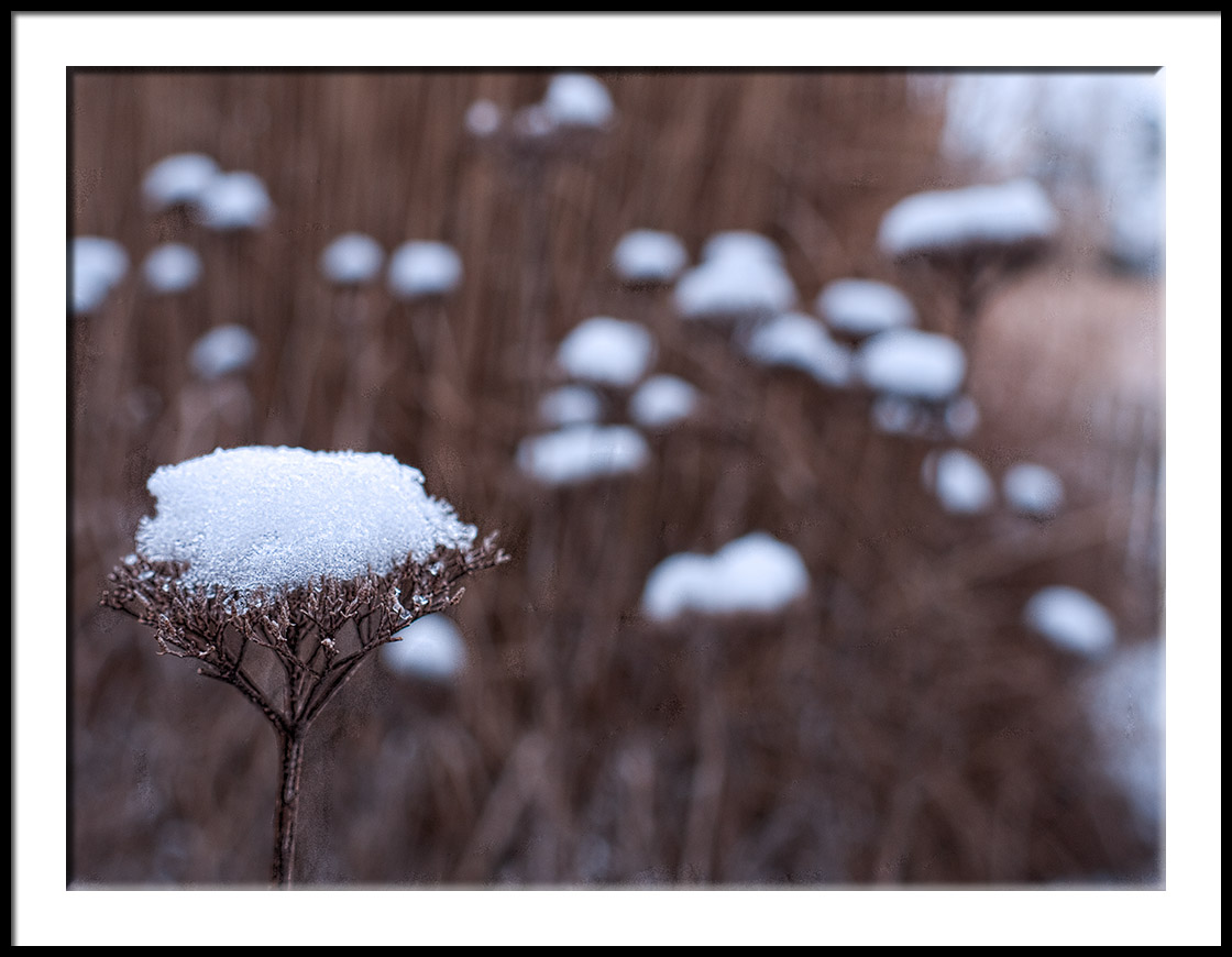 Single Yarrow with Cold Snow