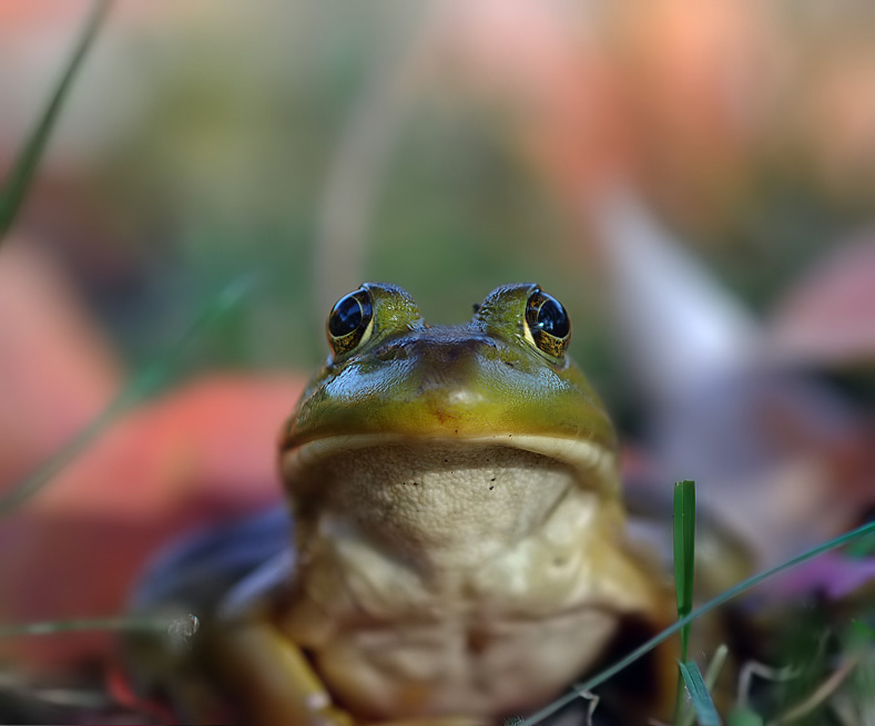 Bull Frog