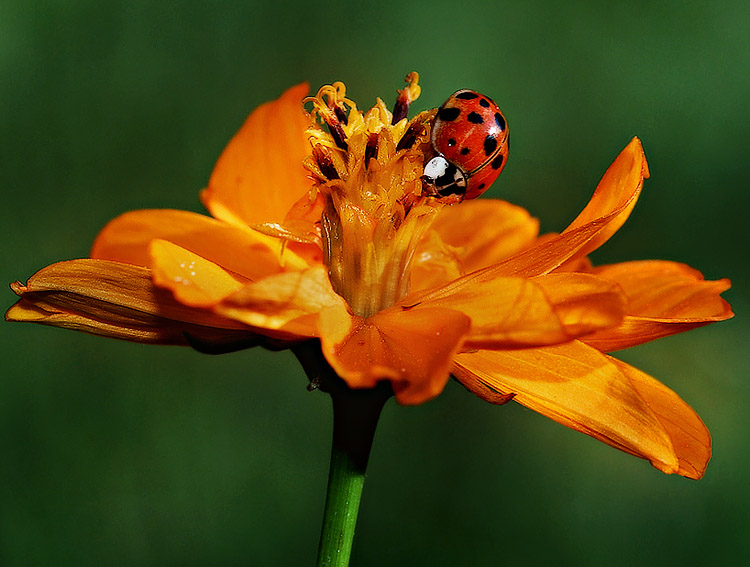 The Last Ladybug