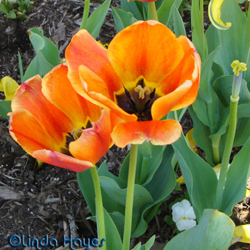 KITT Tulips Orange 6924
