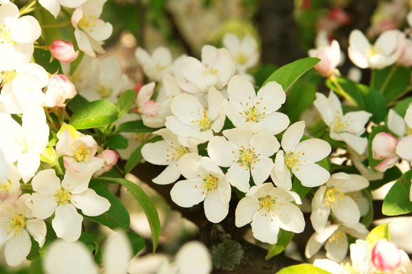 39DSC06886-image-flowers.jpg Spring Crab Apples- color form and light