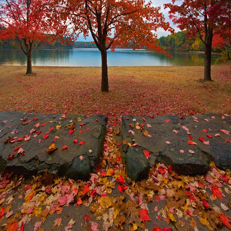 Drizzley Day at Walden Pond  -   #MG 1400  -  Image Winner of NHSPA Postcard Conntest for 2009