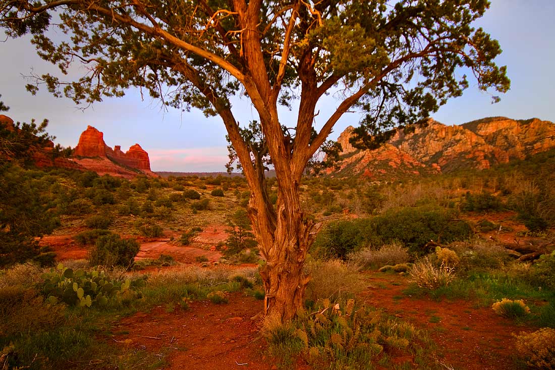 Schnebley Hill Tree (Shot #2)  # 7955 Compare with (Shot #1) Click previous