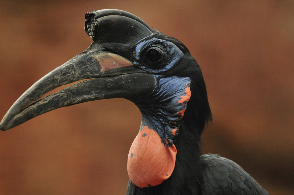 African ground hornbill
