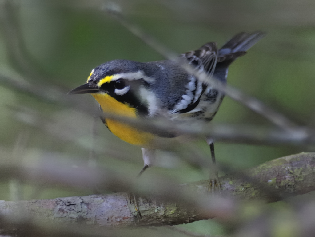 Yellow-throated Warbler
