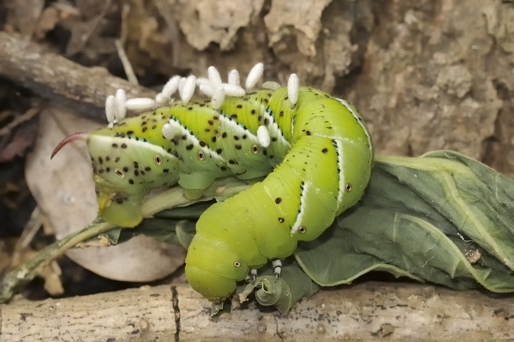Tobacco hornworm7015.jpg